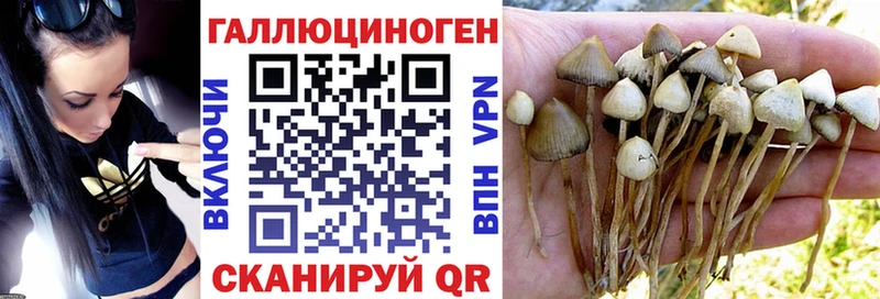 Псилоцибиновые грибы Psilocybe  что такое   Пучеж 